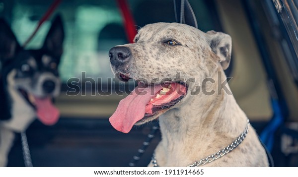 A dog panting\
in the heat from being left in the back of a car on a hot day, with\
another dog in the background