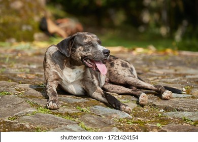 Dog Panting In Hot Summer Heat Weather