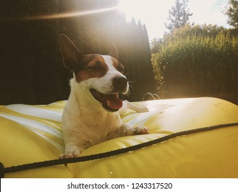 Dog Panting On A Hot Day On An Inflatable Yellow Pool Float.