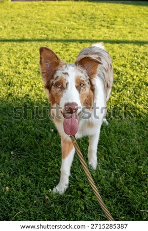 Dog Panting Outside in the Grass, Red Merle Australian Shepherd Puppy on a Leash
