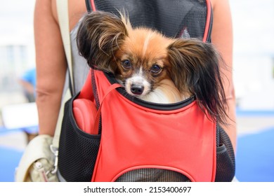 A dog of the Papillon breed sits in a red backpack behind the mistress. Close-up.