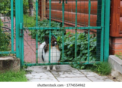 Dog Papillon Dwarf Spaniel At The Gate In A Village House.