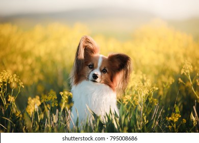 Dog papillon on in a field of flowers. spring pet
