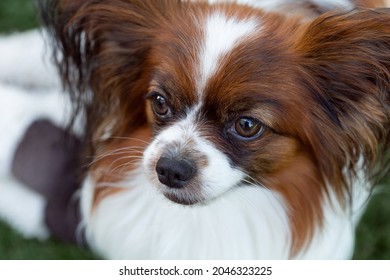 Dog Papillon portrait. Purebred Continental spaniel dog look at side