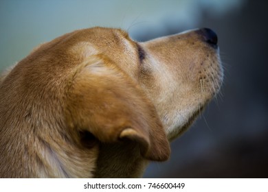 Dog Parador de Brown.
