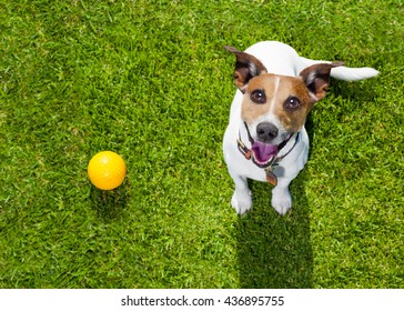 Dog  In Park Looking Up With Ball  Ready To Play With Owner