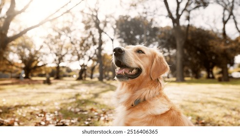 Dog, park and outdoor in nature with training exercise with golden retriever of pet on a lawn. Backyard, happy and break with calm animal in grass on the weekend with rest and carefree in autumn - Powered by Shutterstock