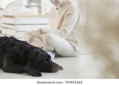 Dog Participating In Special Pet Therapy With A Cancer Patient