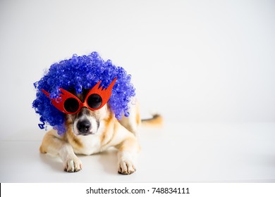 Dog In A Party Hat