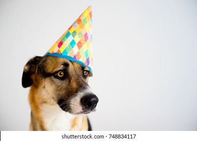 Dog In A Party Hat