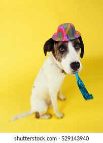 Dog Party Hat Squeaker Stock Photo 529143940 | Shutterstock