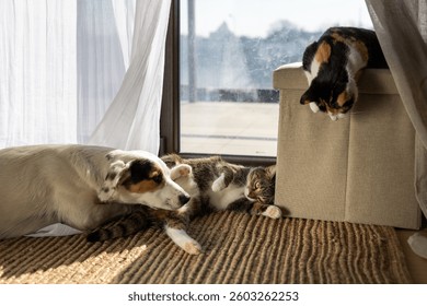 A dog with a patch over one eye playing with two kittens near a balcony window