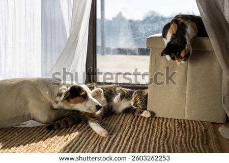 A dog with a patch over one eye playing with two kittens near a balcony window
