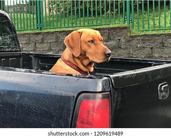 Dog Patiently Waiting In Truck Bed