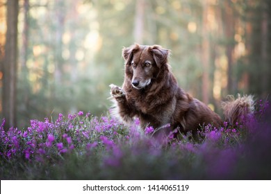 Dog With Paw Up Between Purple Flowers. Paws Up. Dog Wawes.