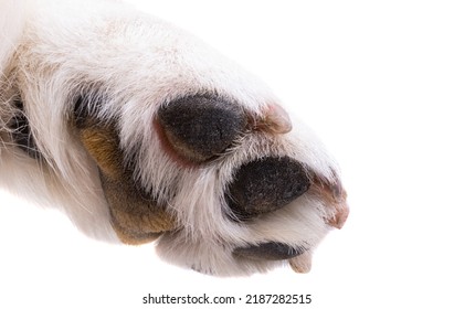 Dog Paw Close Up, Macro