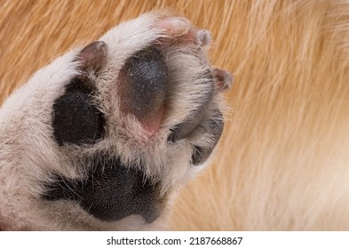 Dog Paw Close Up, Macro