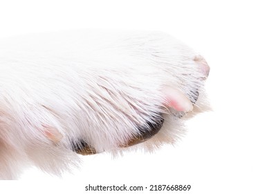 Dog Paw Close Up, Macro