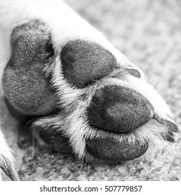 Dog Paw, Close-up