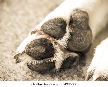 Dog Paw, Close-up