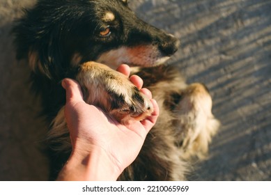 Dog paw in female hand close up, soft selective focus. Custody, protection of animals, friendship of a dog and a person - Shutterstock ID 2210065969