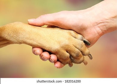 Dog Paw And Female Hand Doing Handshake 