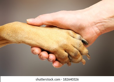 Dog Paw And Female Hand Doing Handshake 