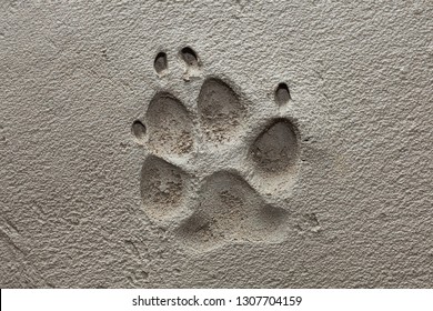 Concrete Paw Print Images Stock Photos Vectors Shutterstock