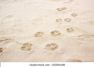 Dog Paw Footprint On Sand