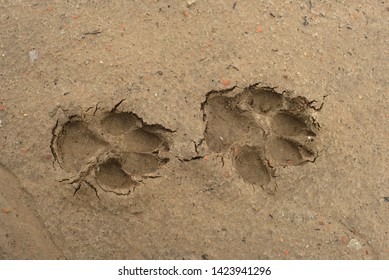 Dog Paw Footprints On Wet Soil Stock Photo 1423941296 | Shutterstock