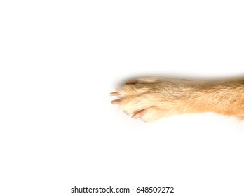 Dog Paw Of Golden Retriever Isolated On A White Background