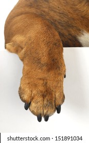 Dog Paw Hanging Over White Background