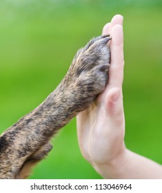Dog Paw And Human Hand