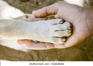 Dog Paw And Human Hand