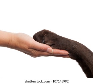 Dog Paw And Human Hand Doing A Handshake