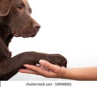 Dog Paw And Human Hand Doing A Handshake