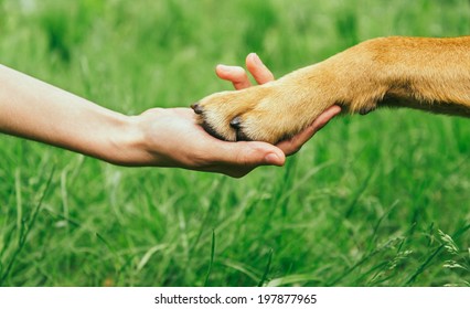 Dog Paw And Human Hand Are Doing Handshake On Nature, Friendship