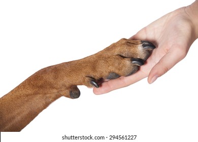 Dog Paw And Human Hand Doing Handshake. Isolated Over White.