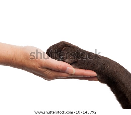 Dog paw and human hand doing a handshake