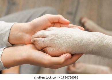 Dog paw in human hands - Shutterstock ID 1934736098