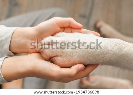 Dog paw in human hands