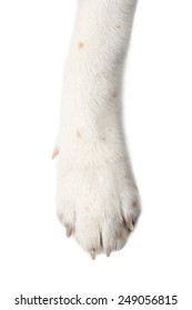 dog paw isolate on white background. - Shutterstock ID 249056815
