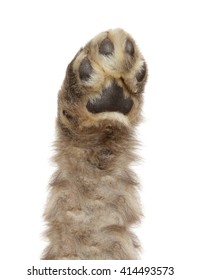 Dog Paw Isolated On White Background