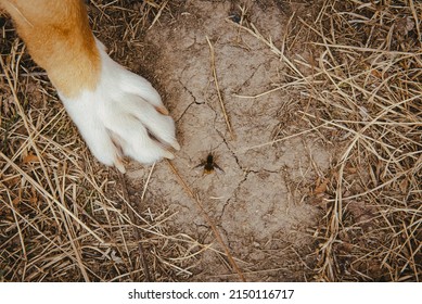 A dog paw with lone bee on dry ground among the withered grasses 