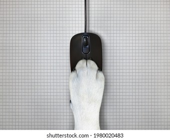 A Dog Paw Is Lying On A Black Wired Computer Mouse. Top View. Checkered Sheet Background.