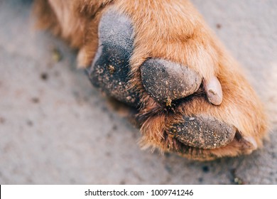 Dog Paw Macro Closeup Dirty With Muddy Soil. Brown Dog Single Foot Showing Pad On Floor.