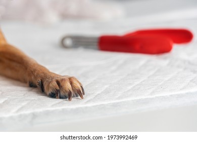 Dog Paw And Nail Clipper On White Background.