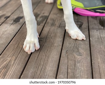 Dog Paw On A Wooden Deck