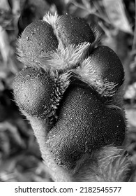 Dog Paw Pad In Black And White