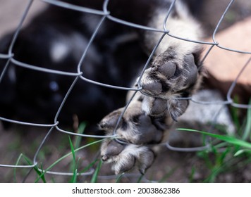 Dog Paw Pad In Macro Detail. Cute Playful Puppy At Animal Shelter. The Paw Is On The Fence. Close Up Photo Of Dogs Paw With Shallow Depth Of Field.